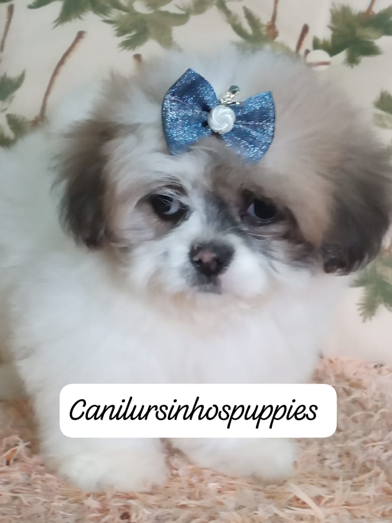 Portal Vendocão lhasa apso lindos bebes pronta entrega #canilursinhospuppies barueri 
