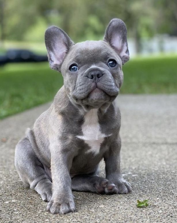 Bulldog francês  - Foto 1