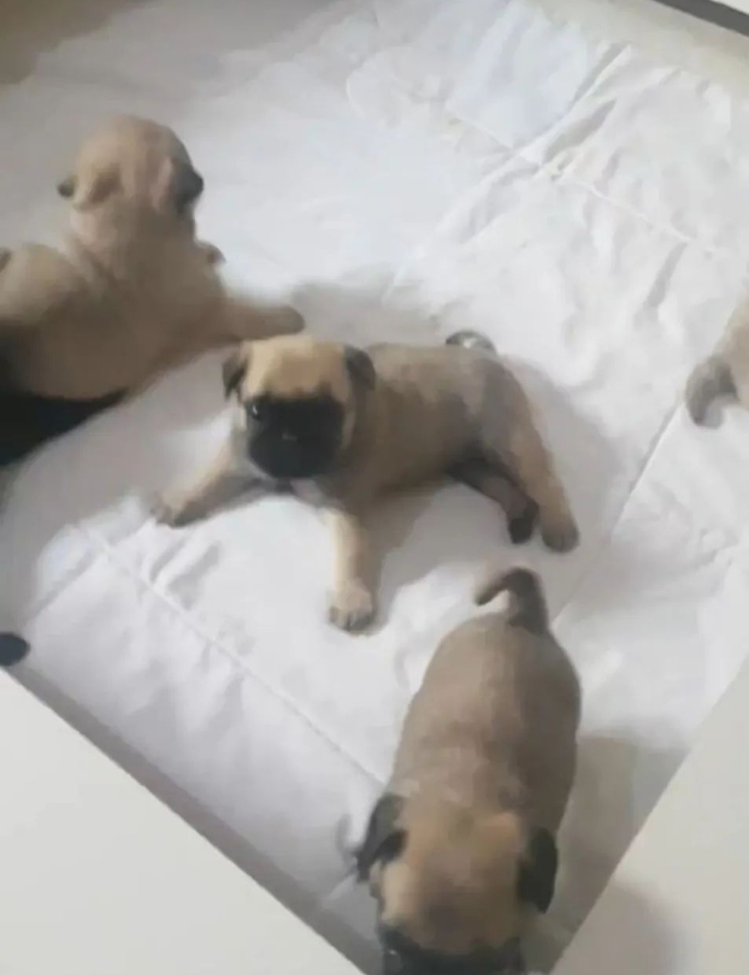 Portal Vendocão Filhotes de Pug Mini Matão 