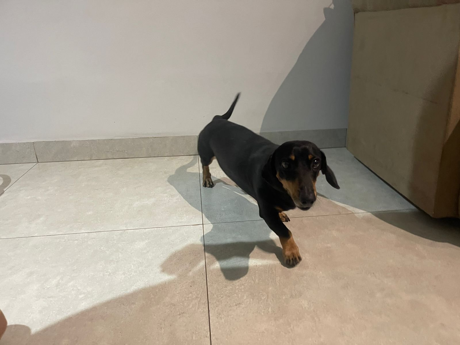 Basset round/ salsicha - Foto 2