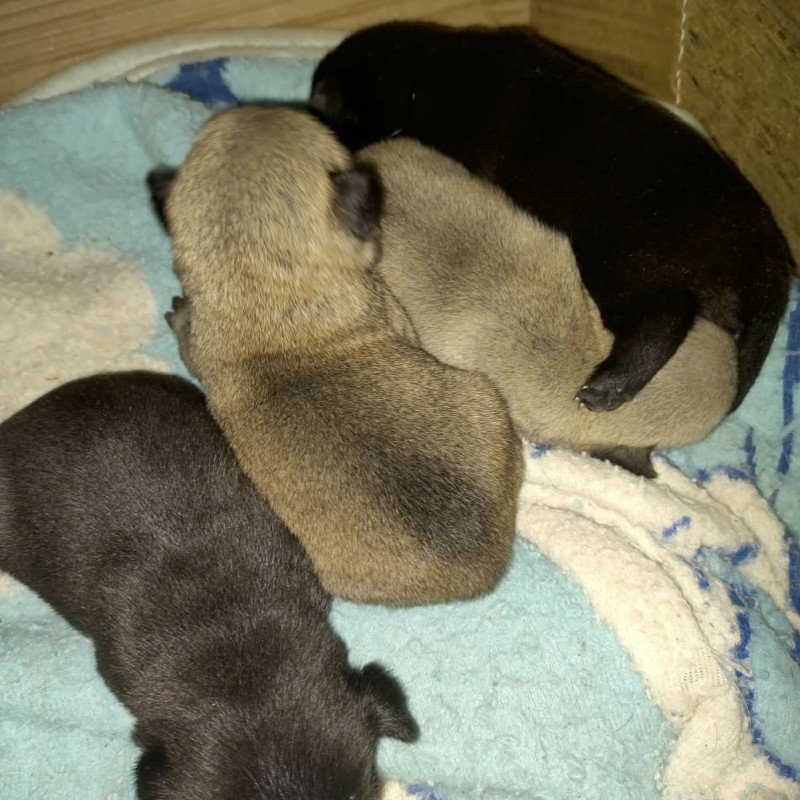 Lindos filhotes puros