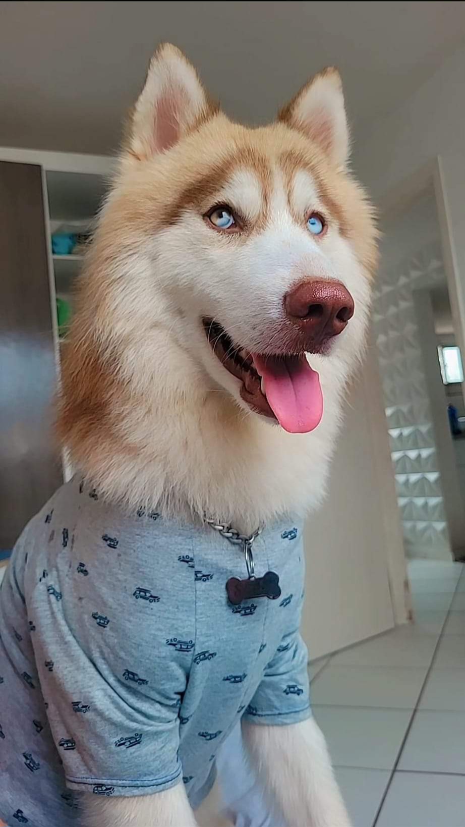 Portal Vendocão Filhotes de husky Siberiano fêmeas com 30 dias de nascidas pra vender. São Lourenço da Mata 