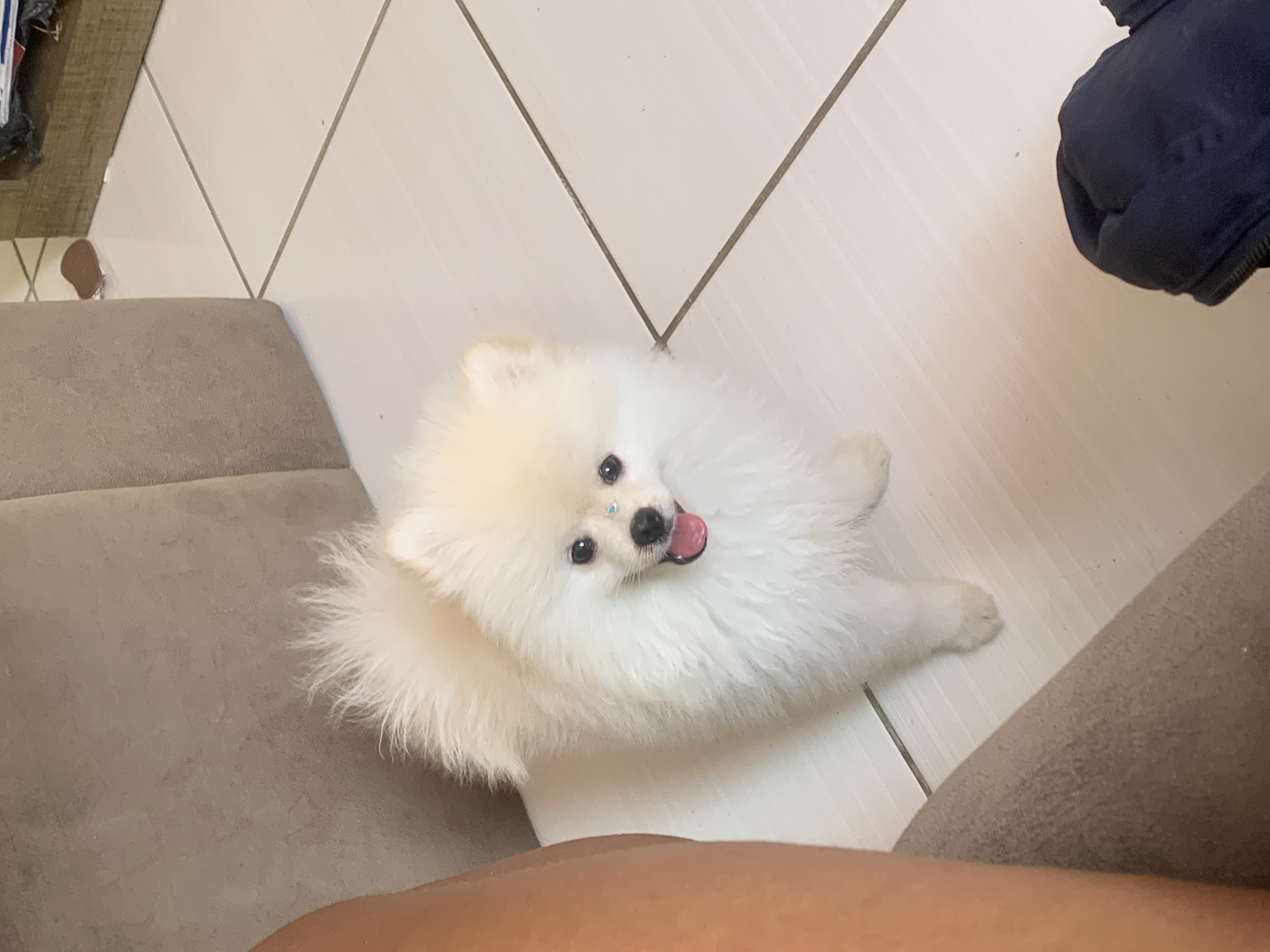 Vendo filhote Lulu pomerânia