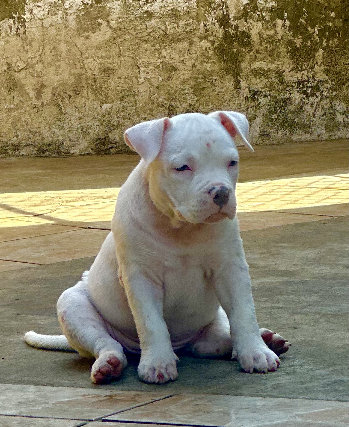 Portal Vendocão American Bully Top Belém 