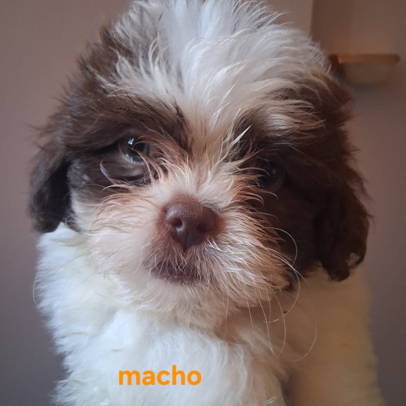 Lindos filhotes de shihtzu