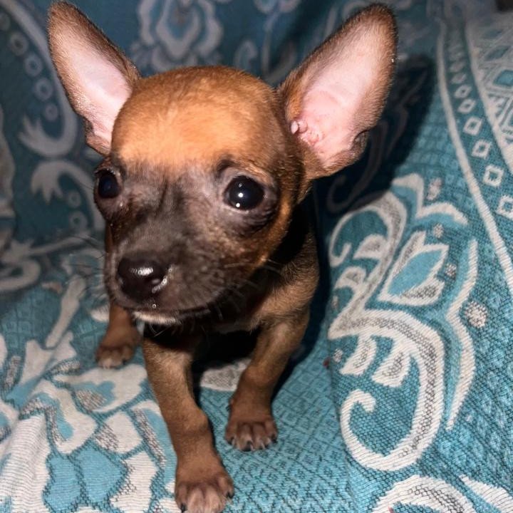 Vendo pinscher macho