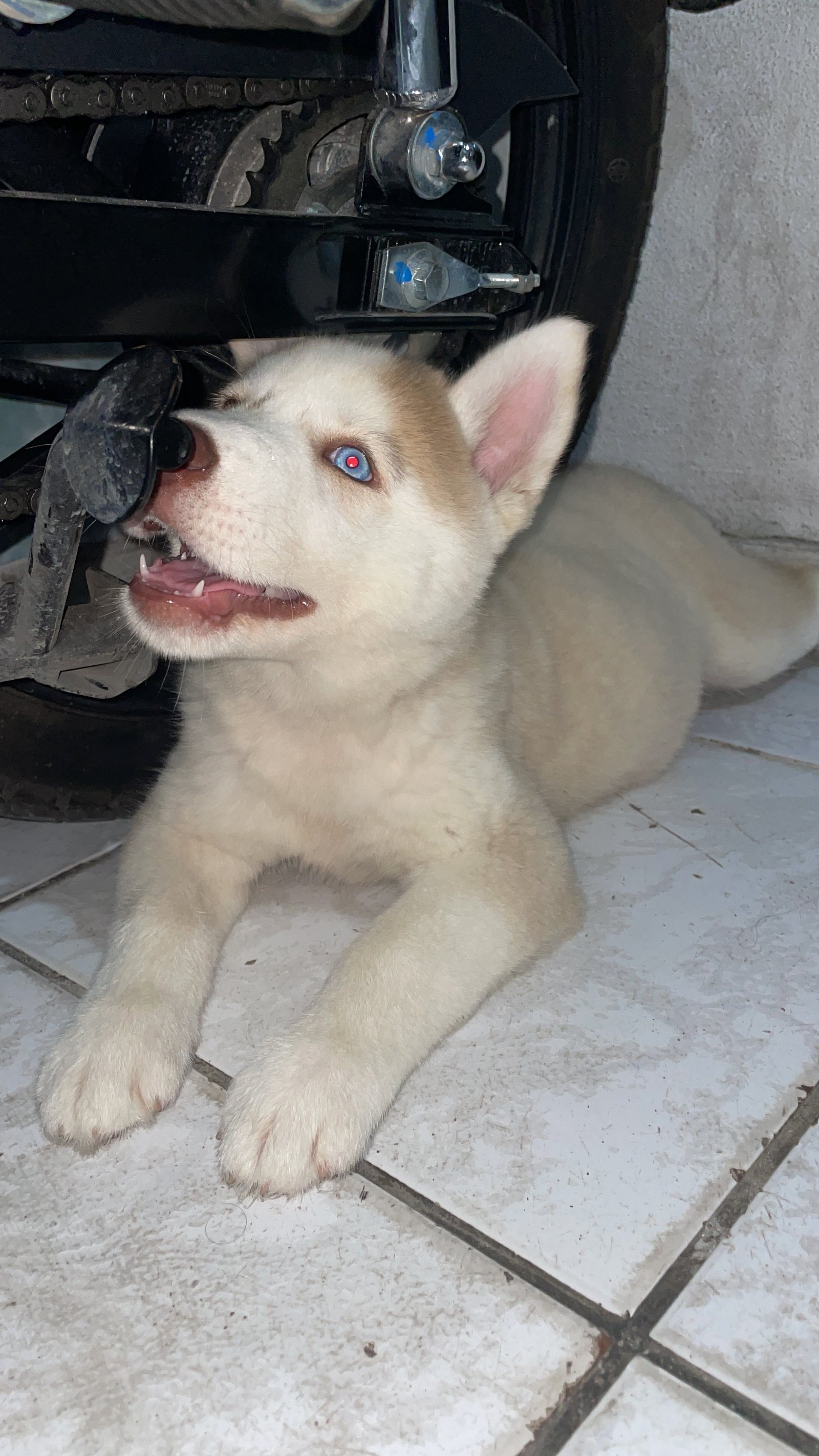 Vendo husk siberiano - Foto 1