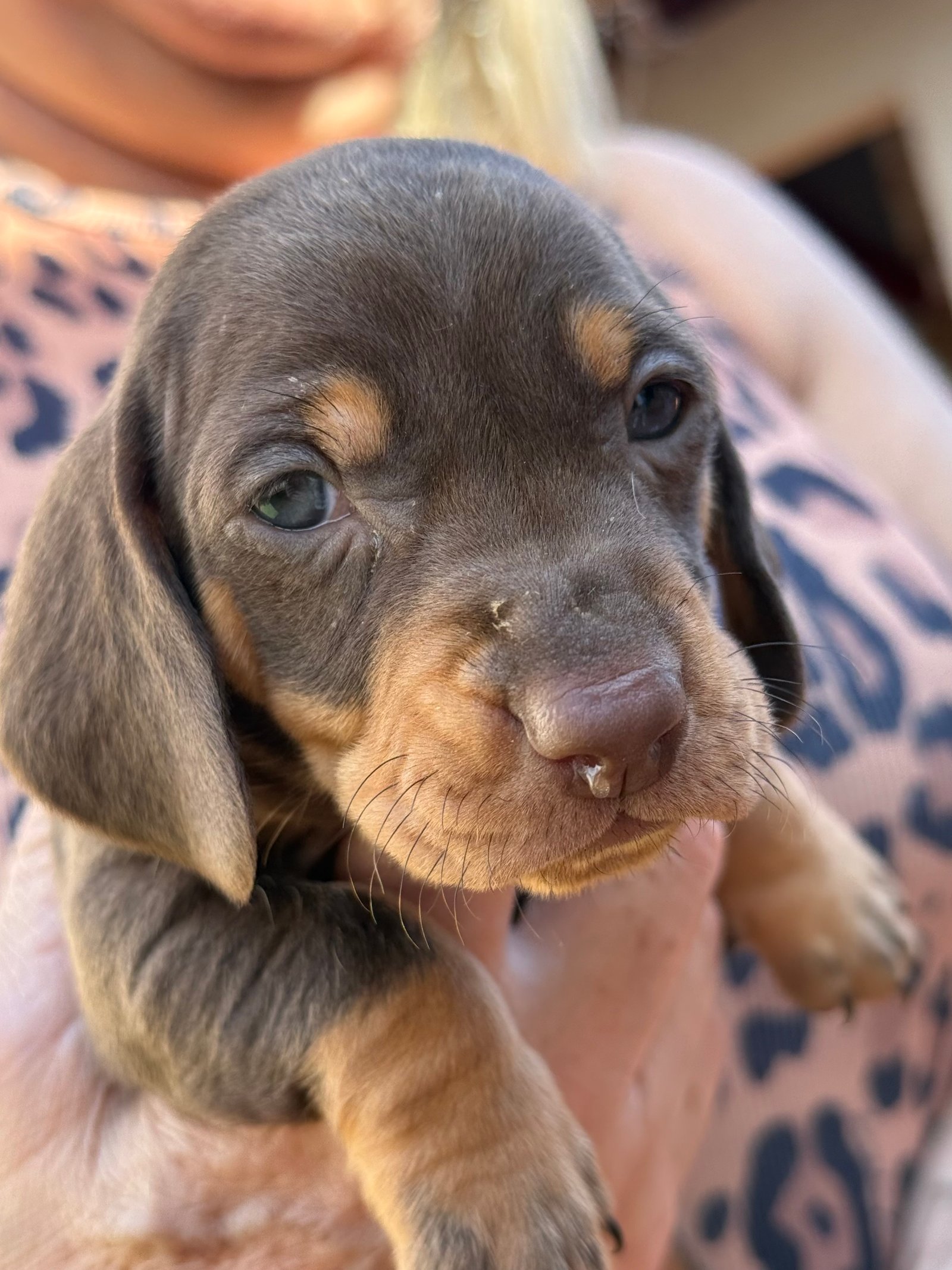 Vendo Dachshund macho 