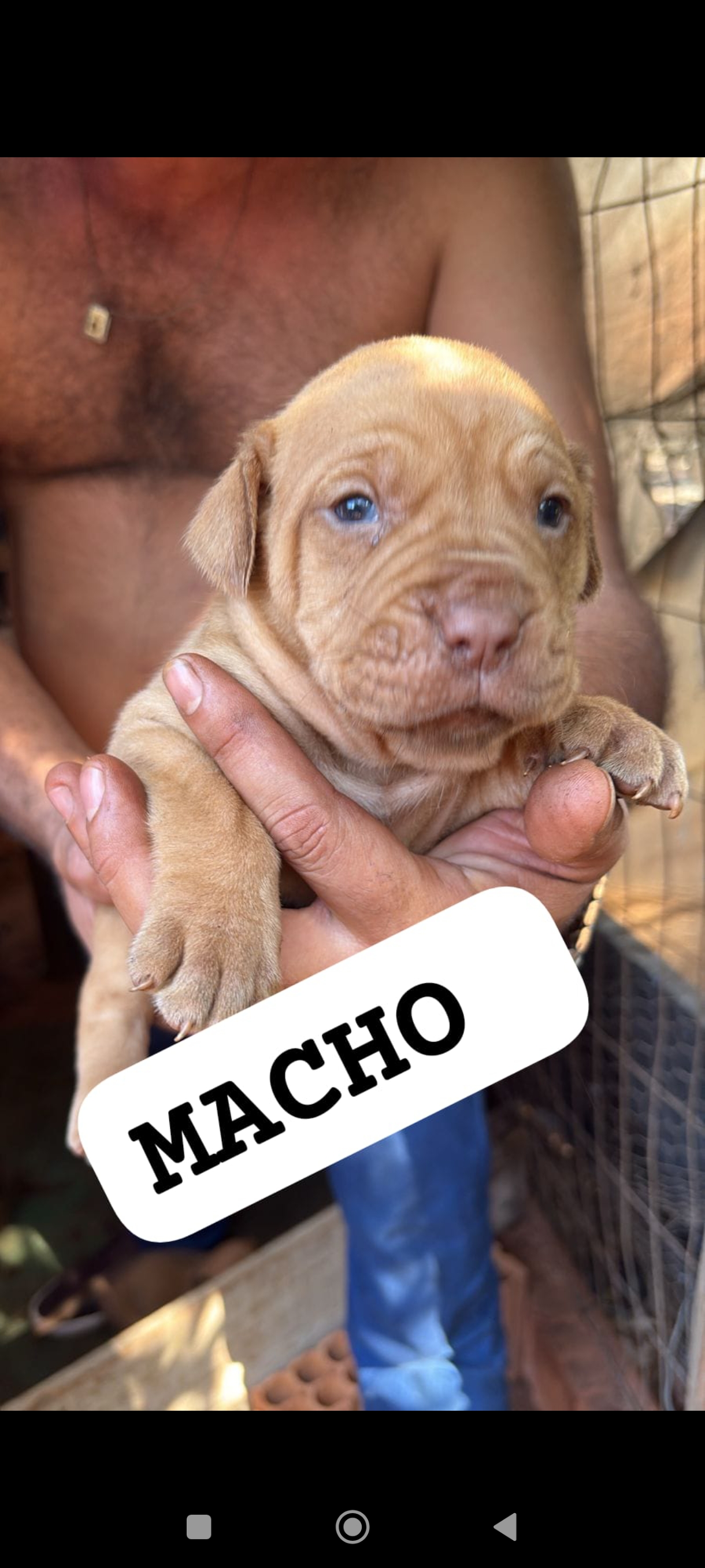 Portal Vendocão BULDOGUE CAMPEIRO COM FILA CAMPO GRANDE