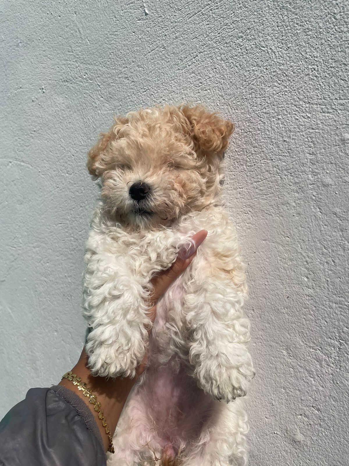 Portal Vendocão venda Rio de Janeiro