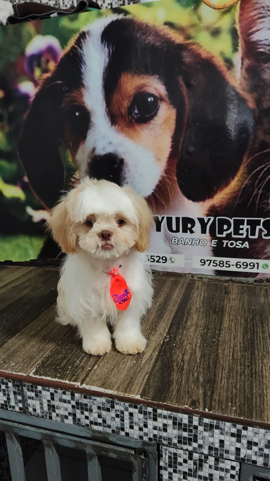 Vendo filhote macho de shih tzu (6meses) - Foto 2