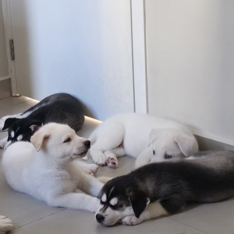 4 Filhotes lindos e fofos, fazem 2 meses dia 7 de setembro - Foto 1