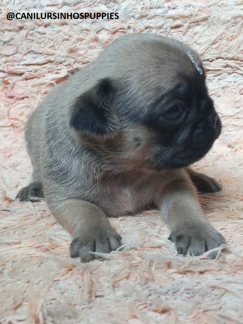 Portal Vendocão pug lindos bebes pronta entrega #canilursinhospuppies  são paulo