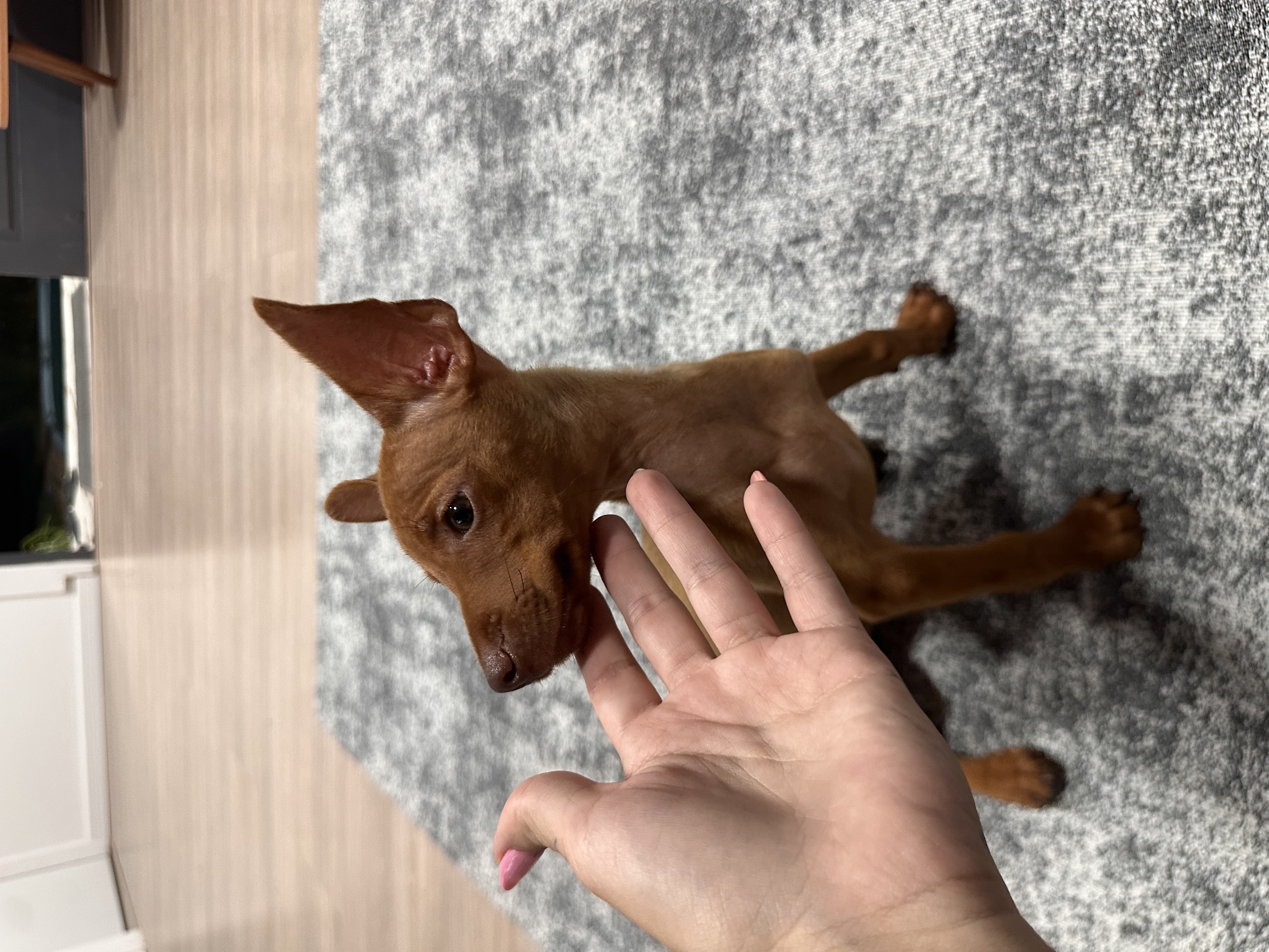 Pinscher 1 - Foto 3