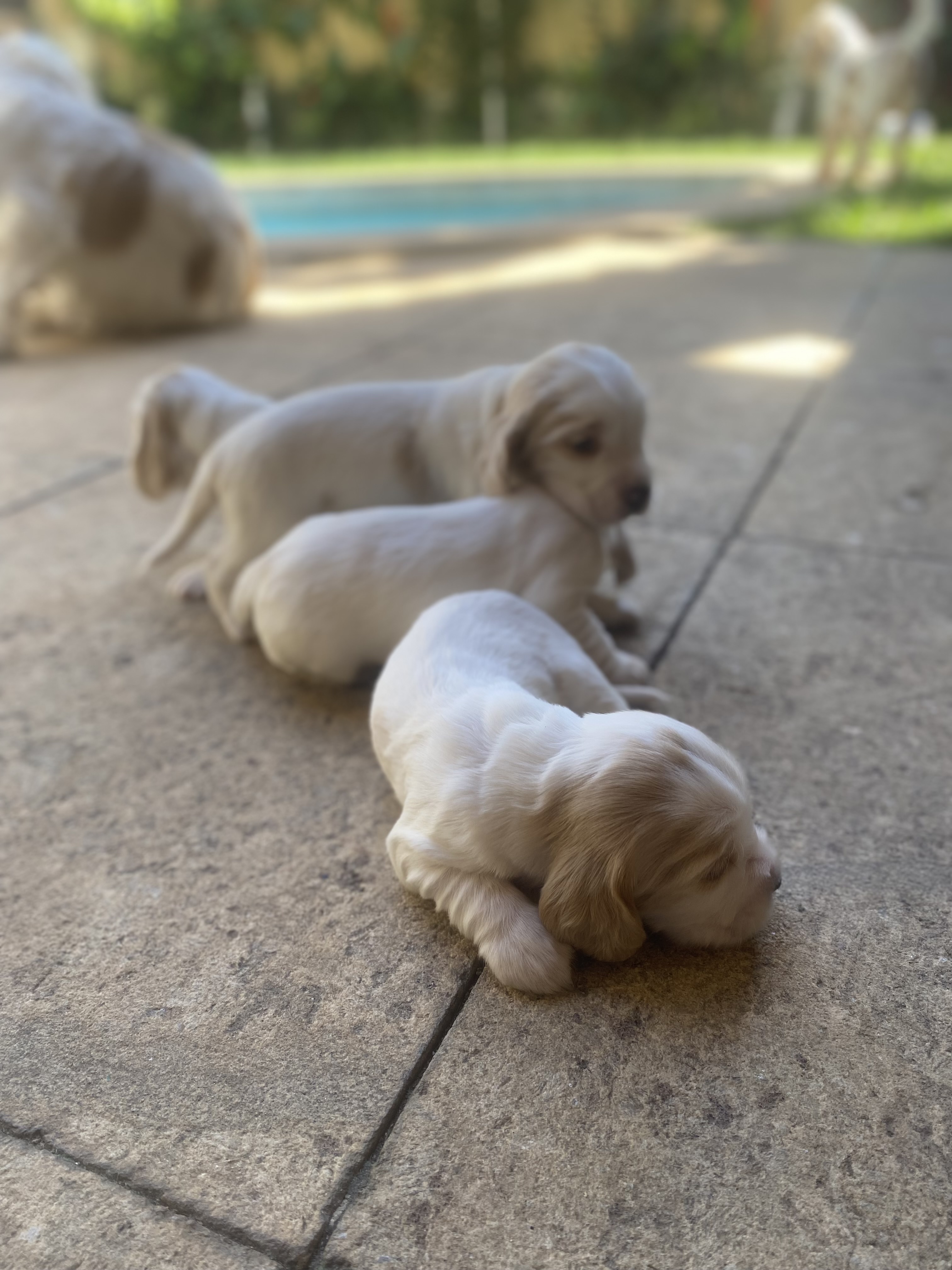 Portal Vendocão Cocker spaniel Rio de Janeiro 