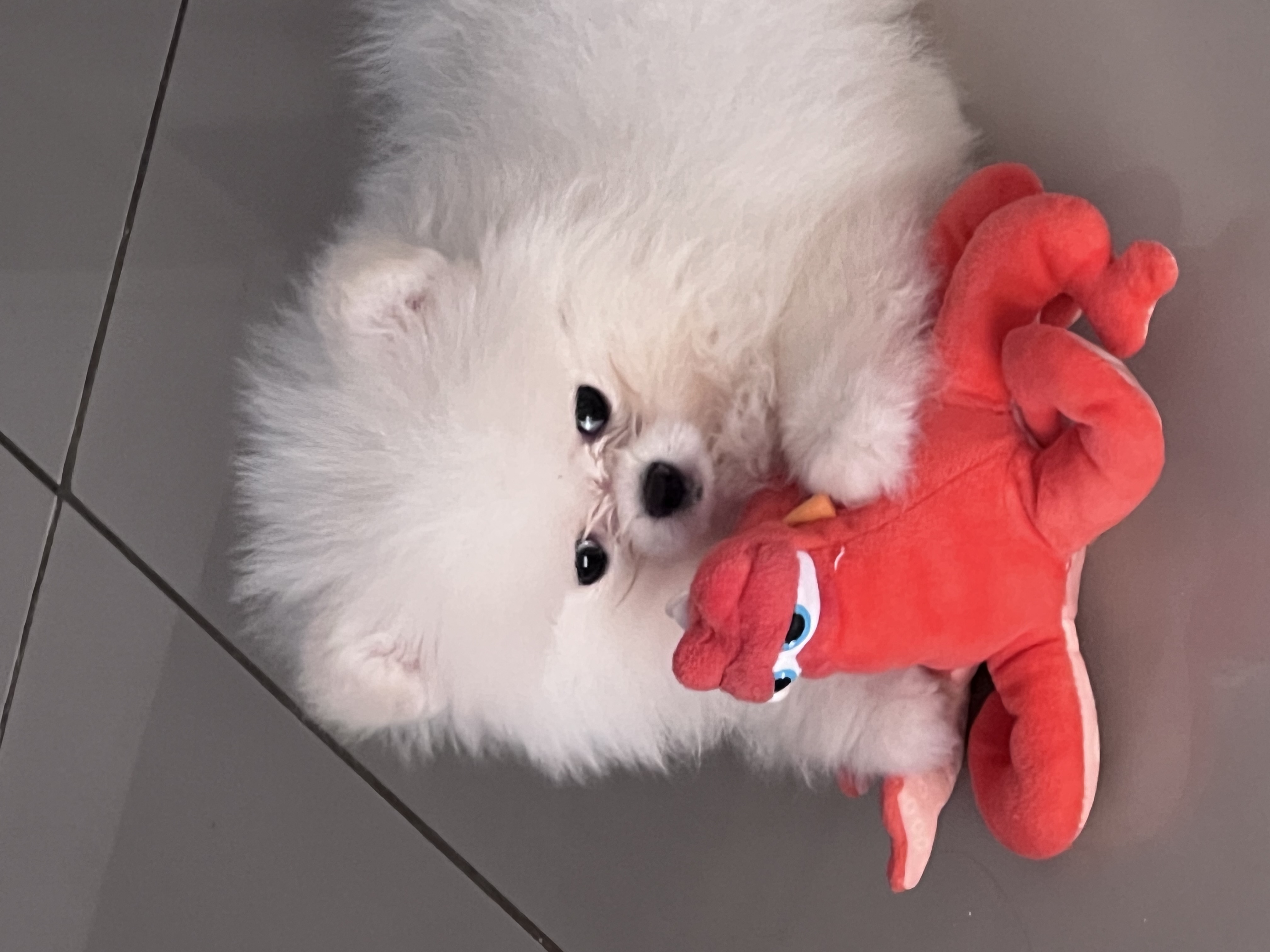 Portal Vendocão Vendo Filhote Spitz Alemão Anão com pedigree branco lindo. Brasília 