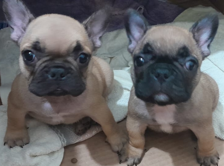 Lindas filhotes de Bulldogue Francês  - Foto 1