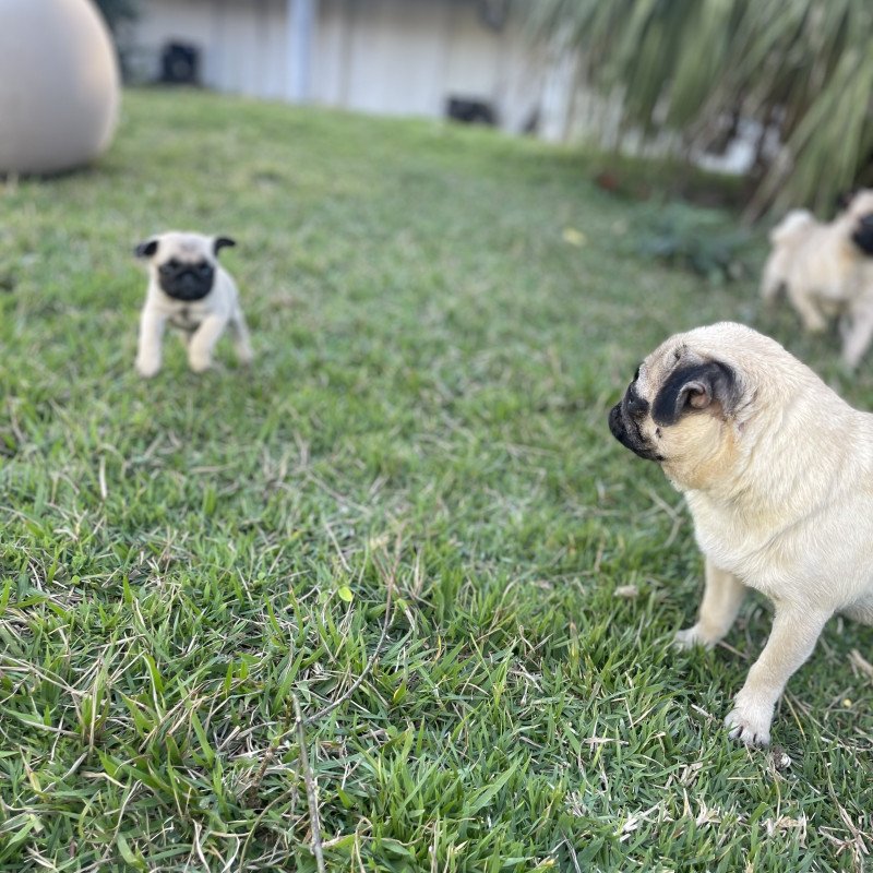 Lindo filhote macho de pug
