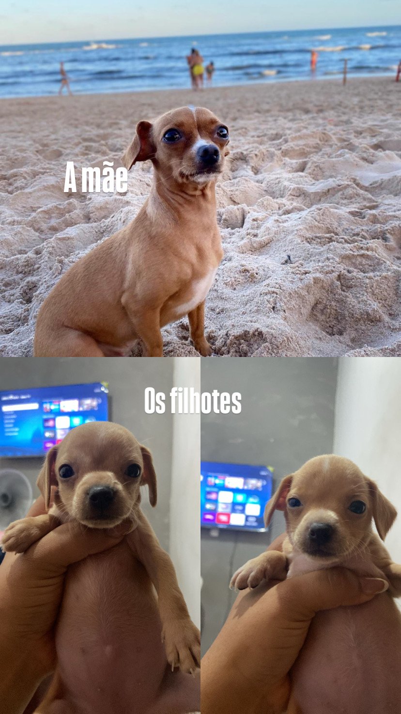 Vende-se pinche 1