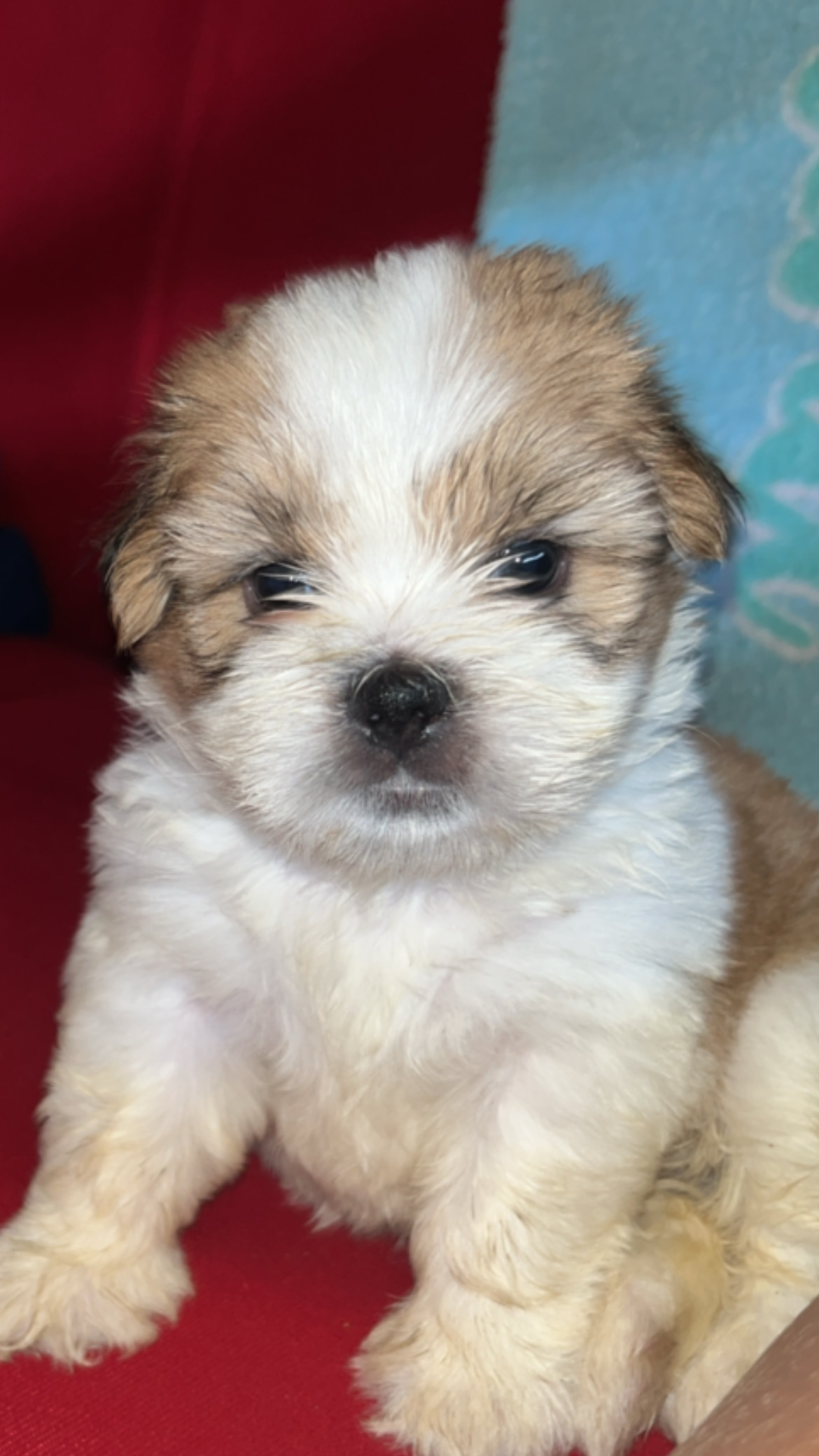 Portal Vendocão Filhote de shih tzu Belém 