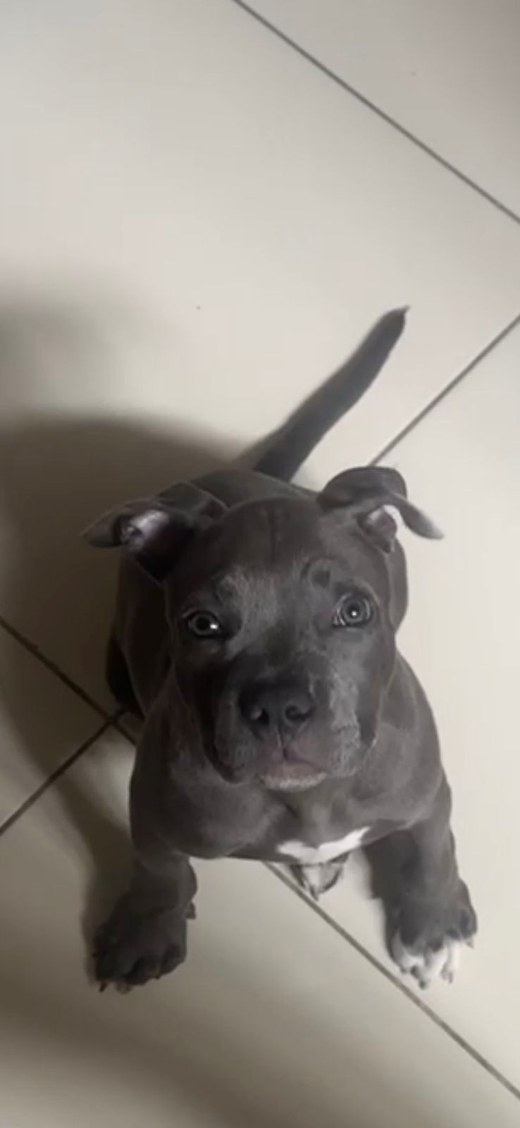 American Bully disponível - Filhote lindo, saudável e super dócil!  - Foto 1