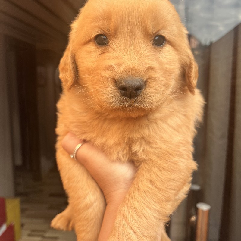 Golden Retriever