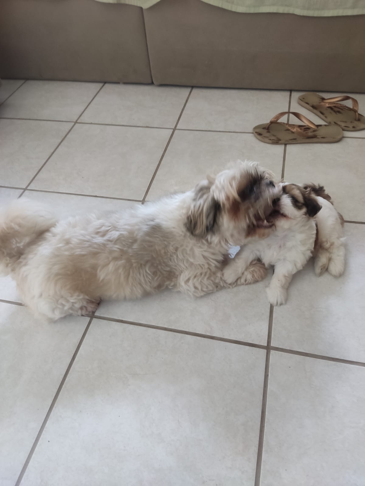 Portal Vendocão Vendo cão filhote  Recife