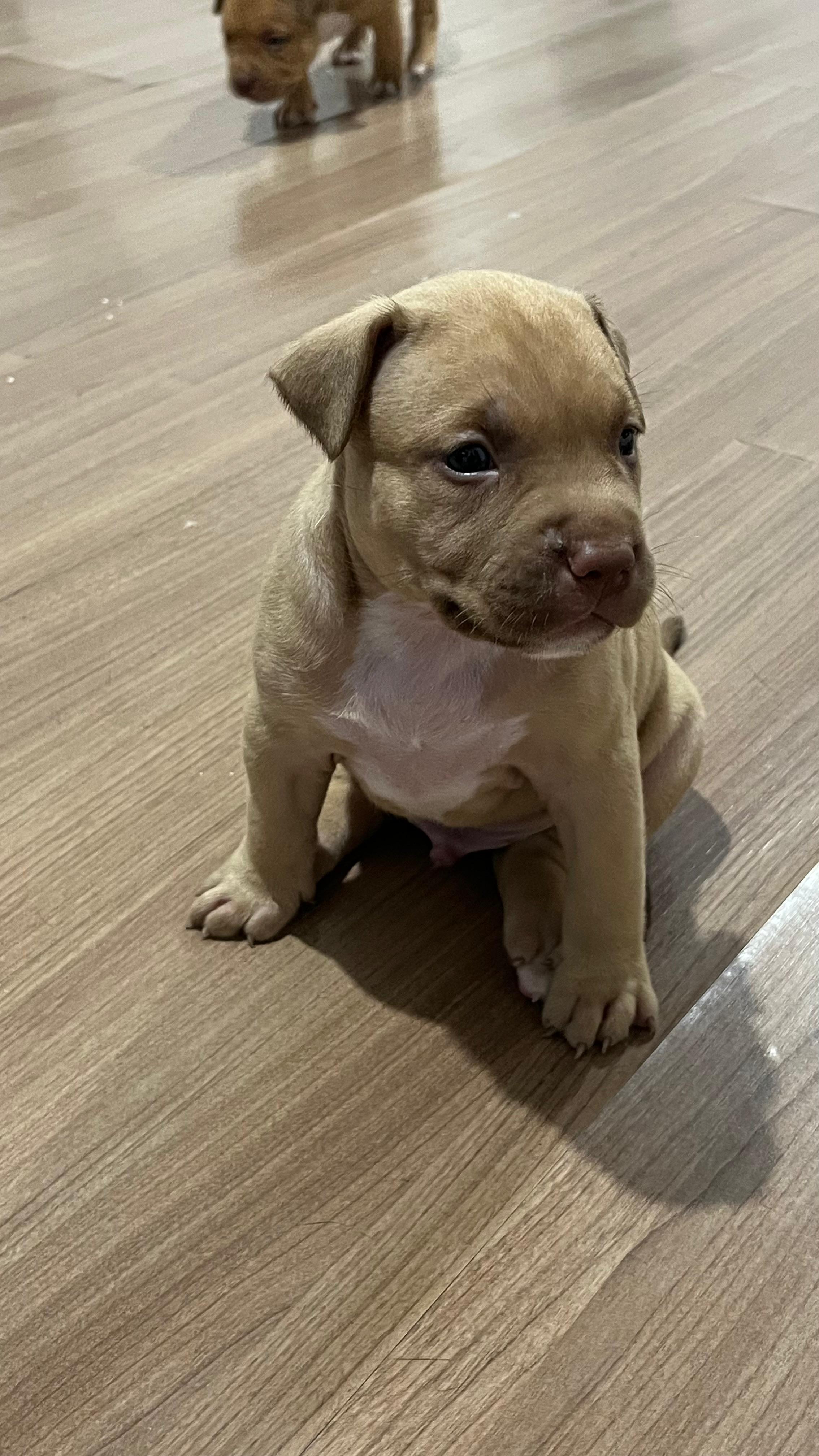 Portal Vendocão American bully  Rio de janeiro 