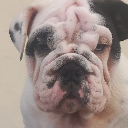 LINDOS FILHOTES DE BULLDOG INGLÊS - Foto 3