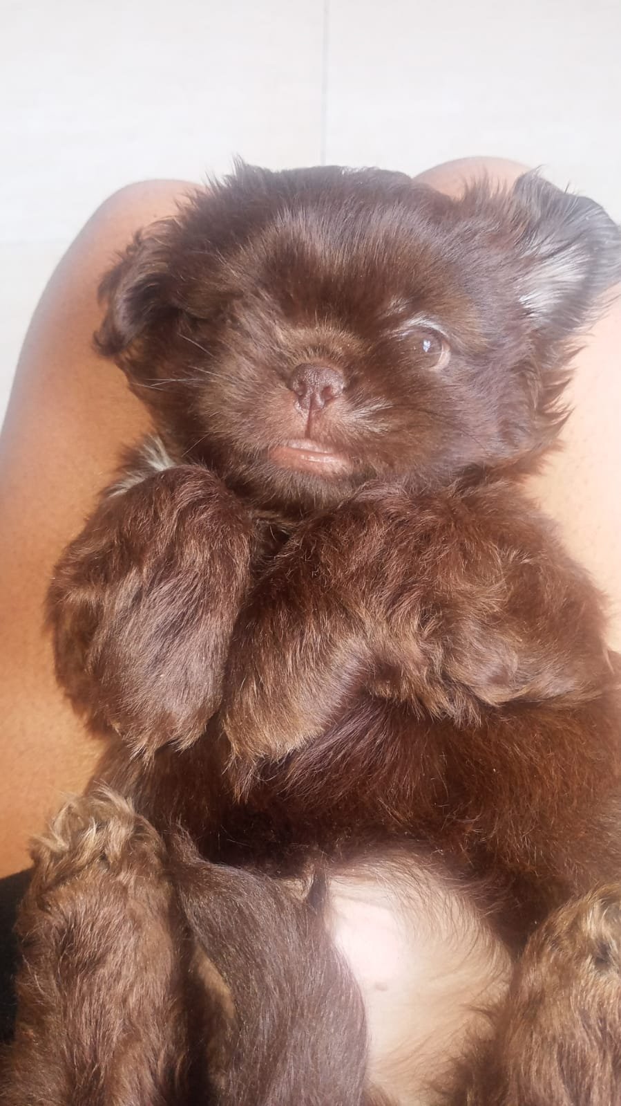 Shih tzu - Foto 2