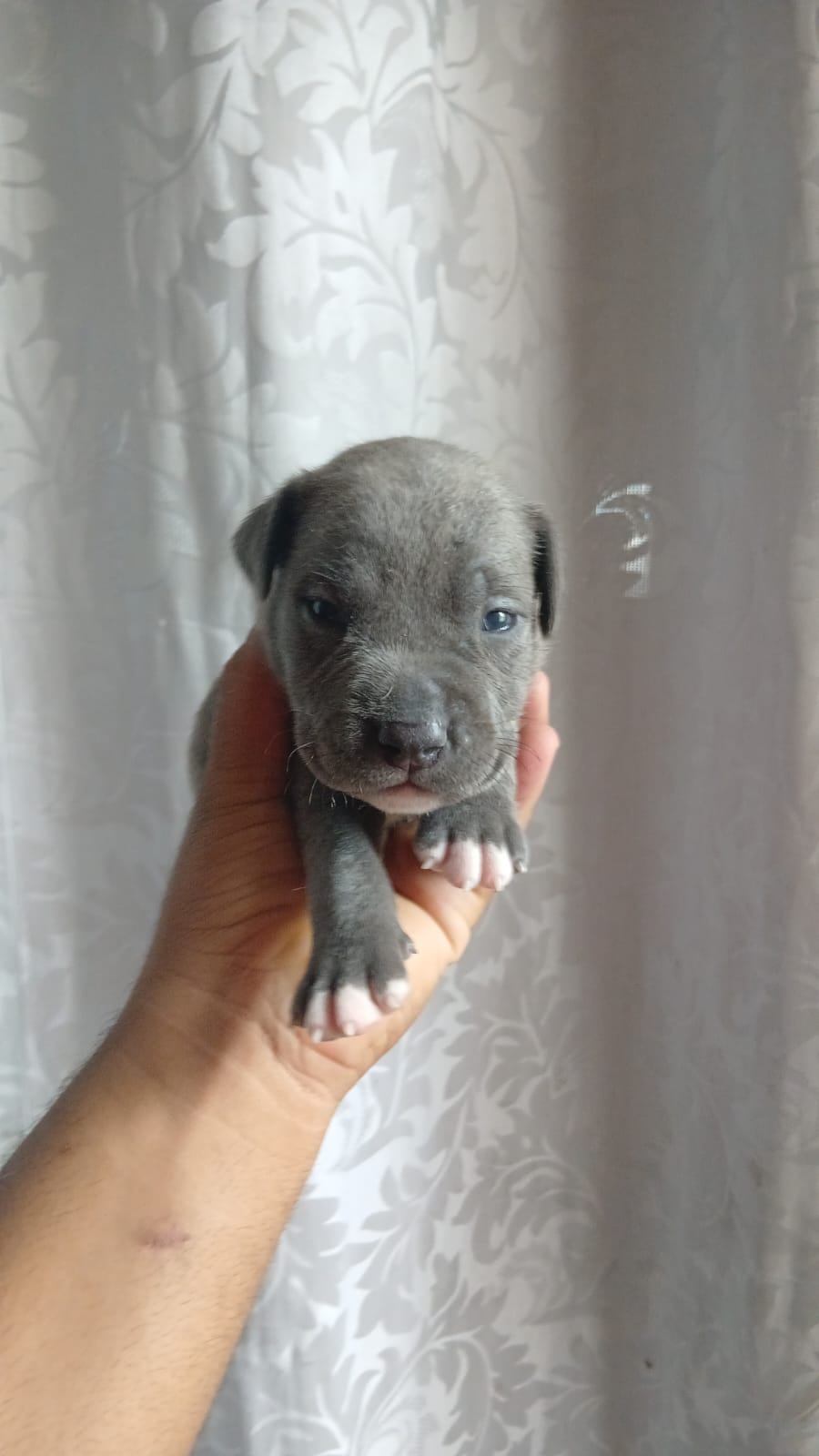 FILHOTE DE PIT BULL