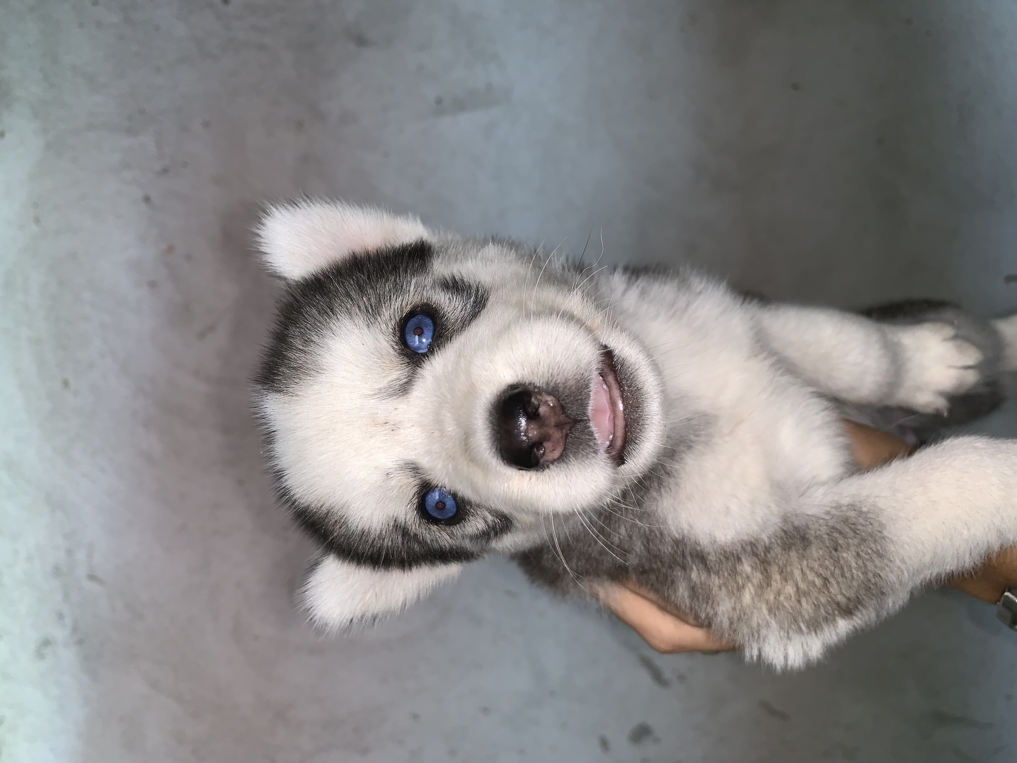 Vendo husky filhote - Foto 2