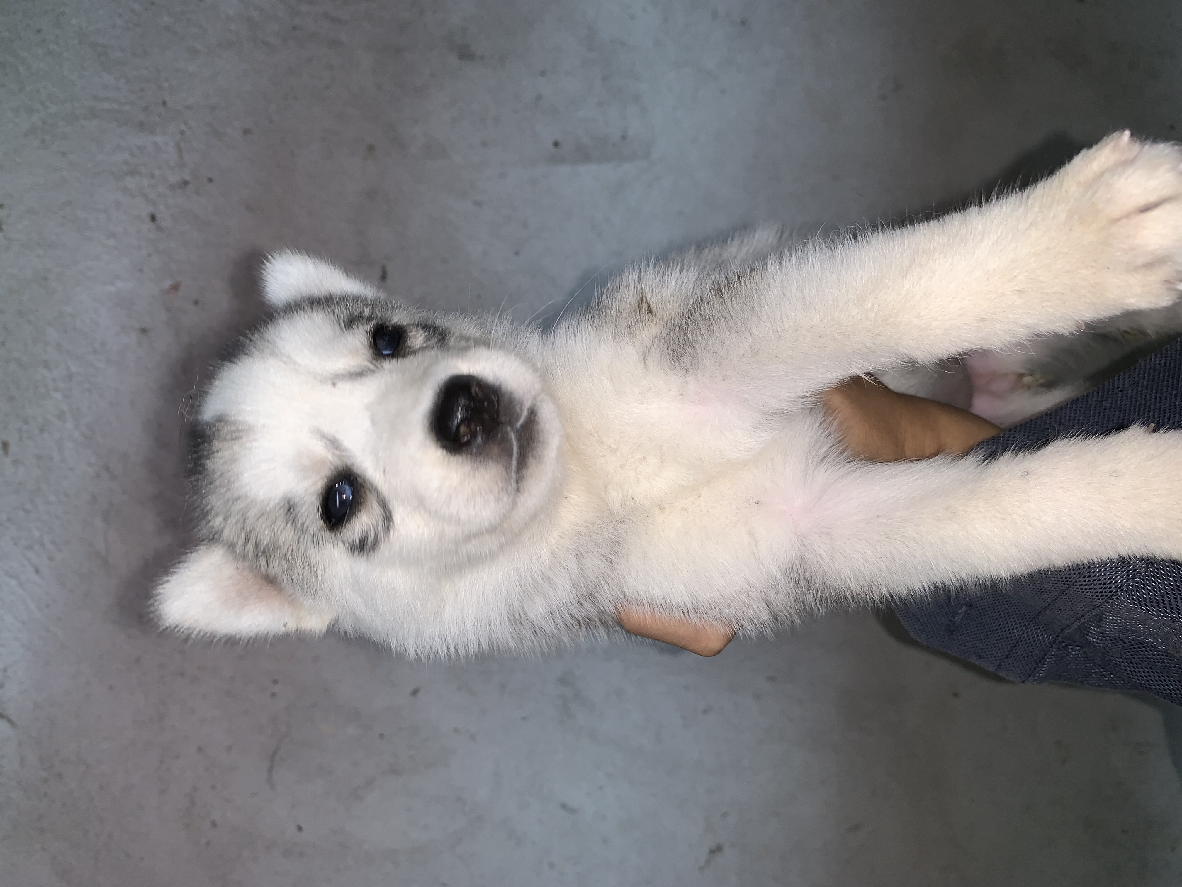 Vendo husky filhote - Foto 1