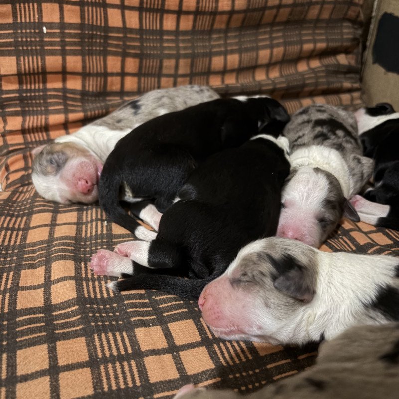 Filhotes de Border Collie - Foto 2