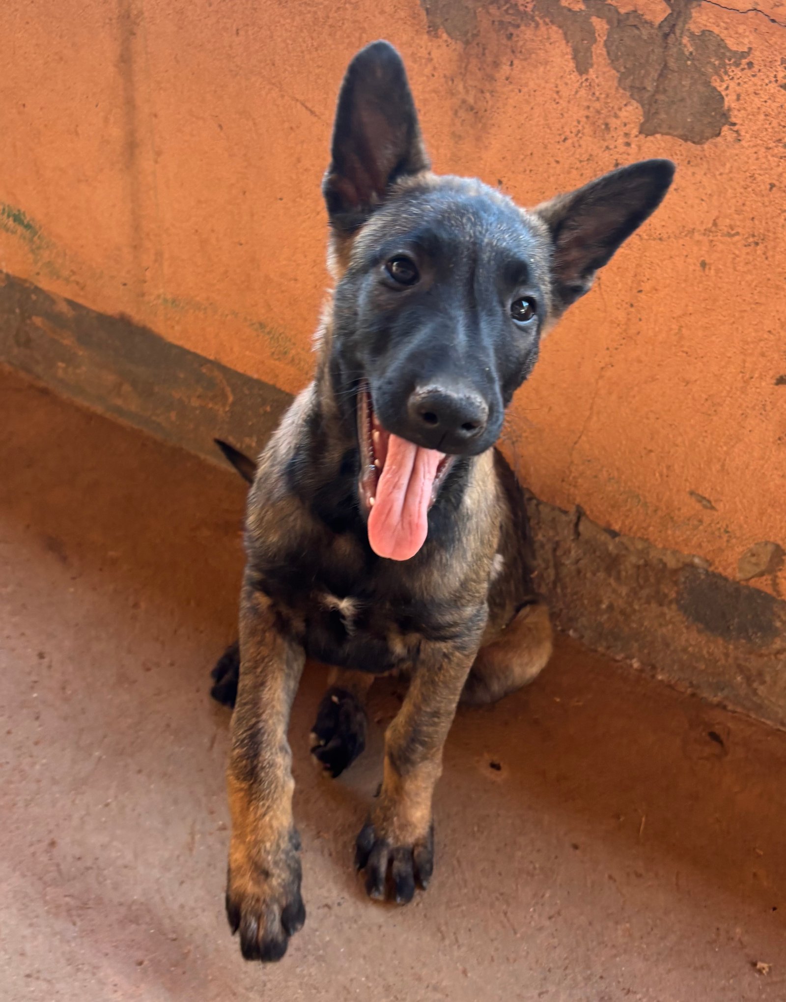Lindos filhotes de Pastor Belga  Malinois - Foto 1