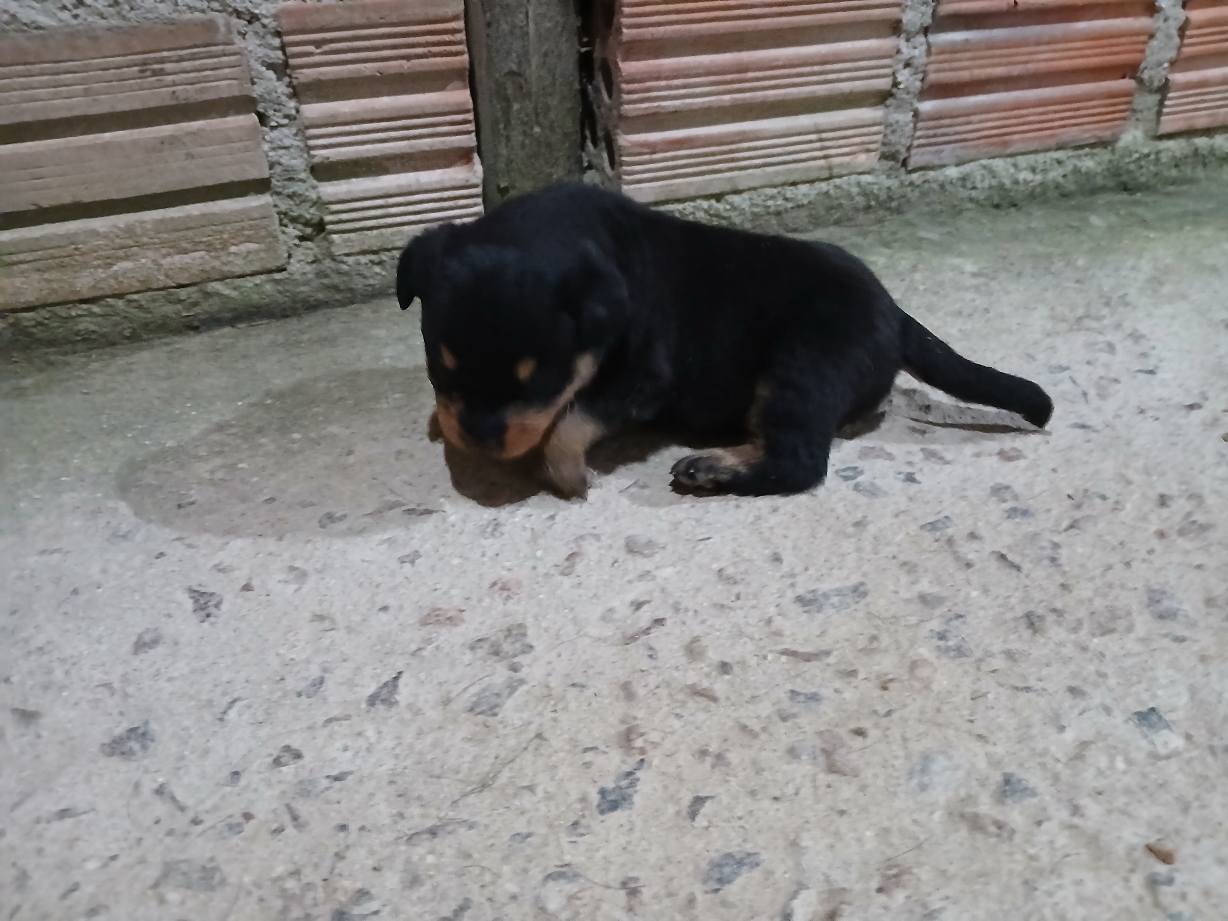 Filhote Rottweiler fêmea disponível  - Foto 1