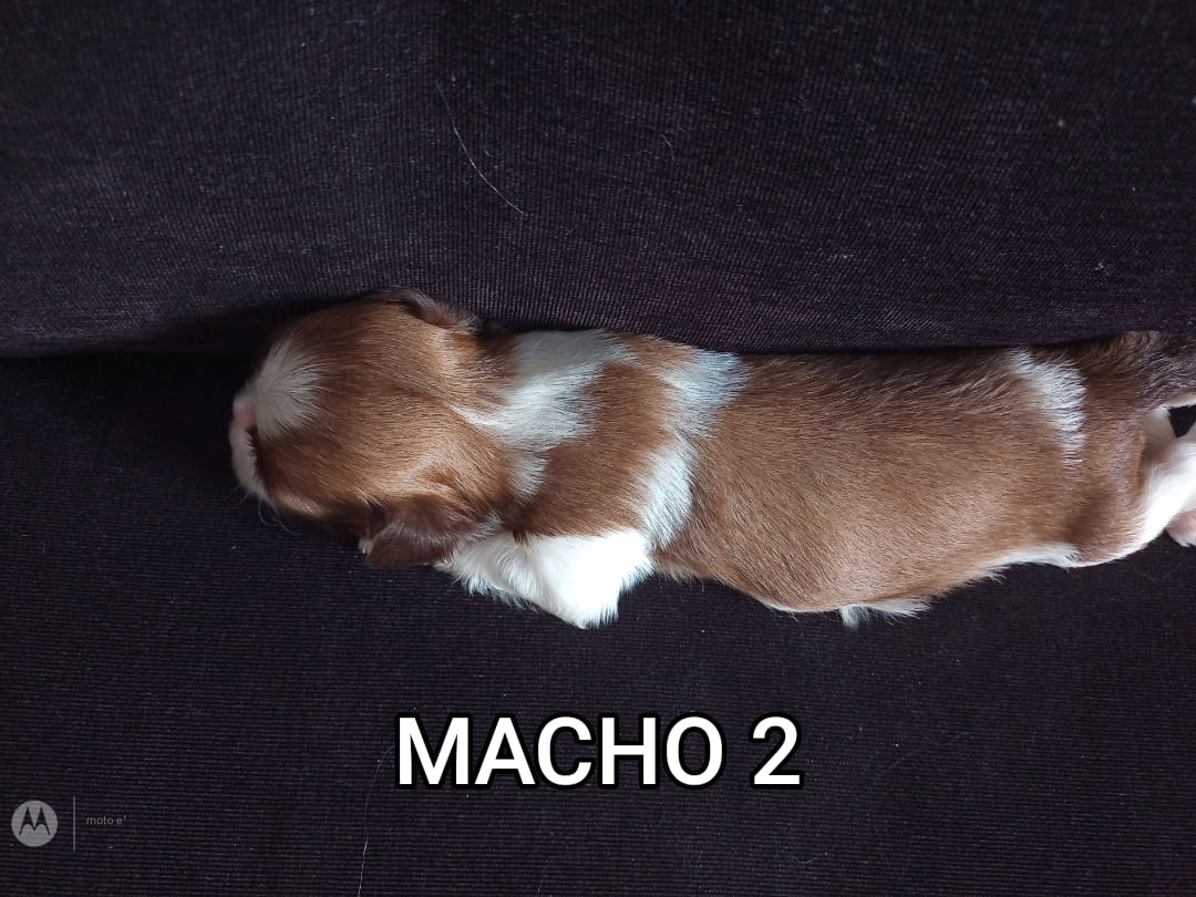 Portal Vendocão Macho da raça Shihtzu linhagem figado Belém