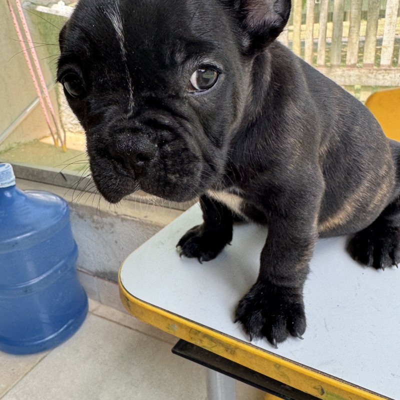 Lindos filhotes buldogue francês