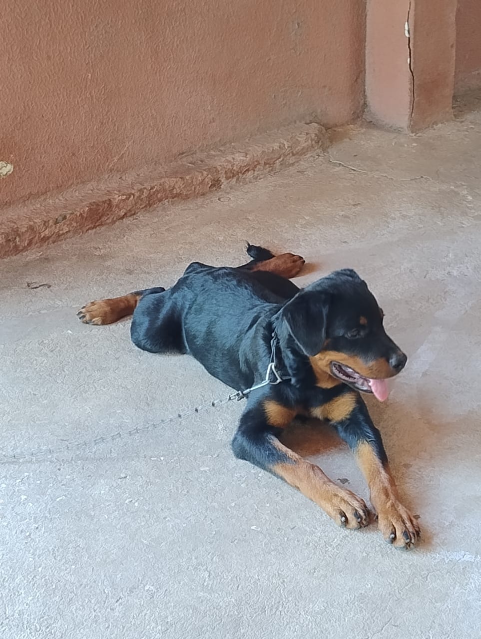 Portal Vendocão Rottweiler fêmea  Teresina