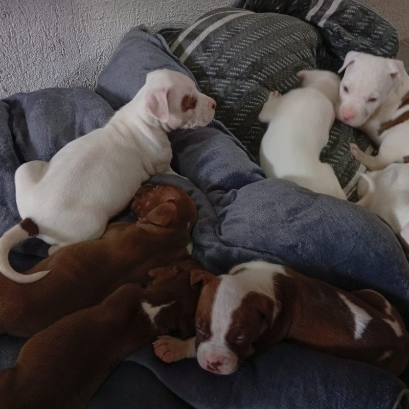 Pitbull
