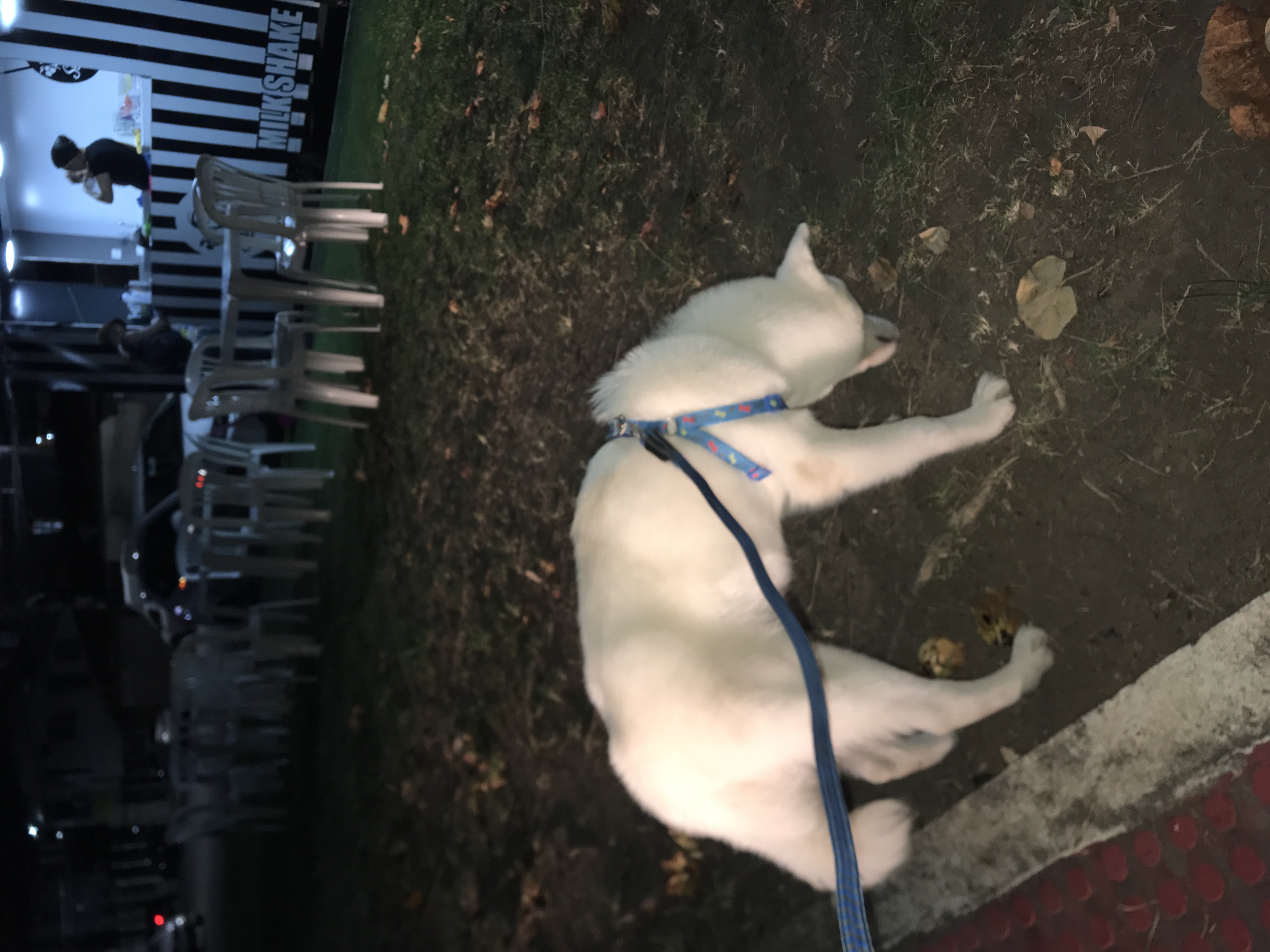 Portal Vendocão Vendo Husky siberiano  Serra 
