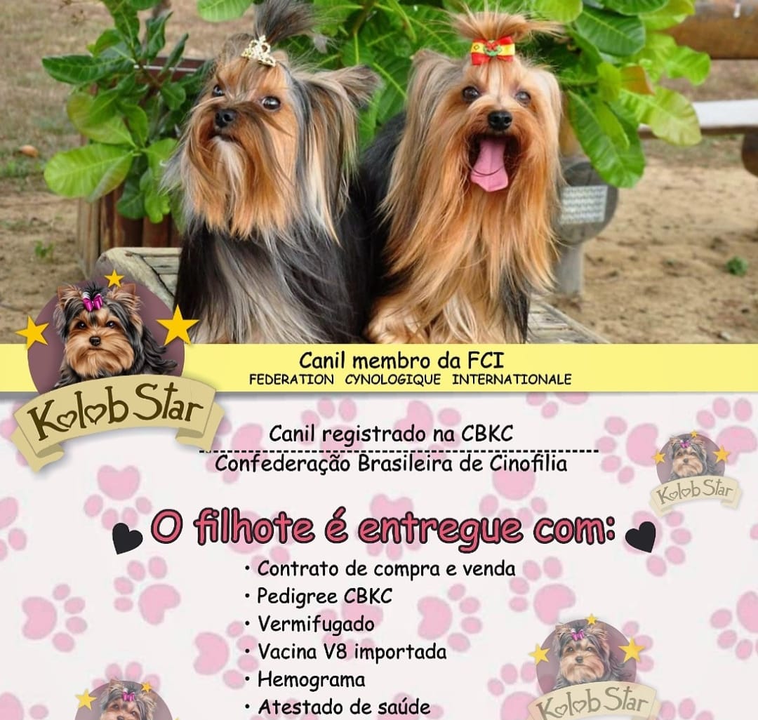 filhotes de Yorkshire Terrier VITORIA DA CONQUISTA