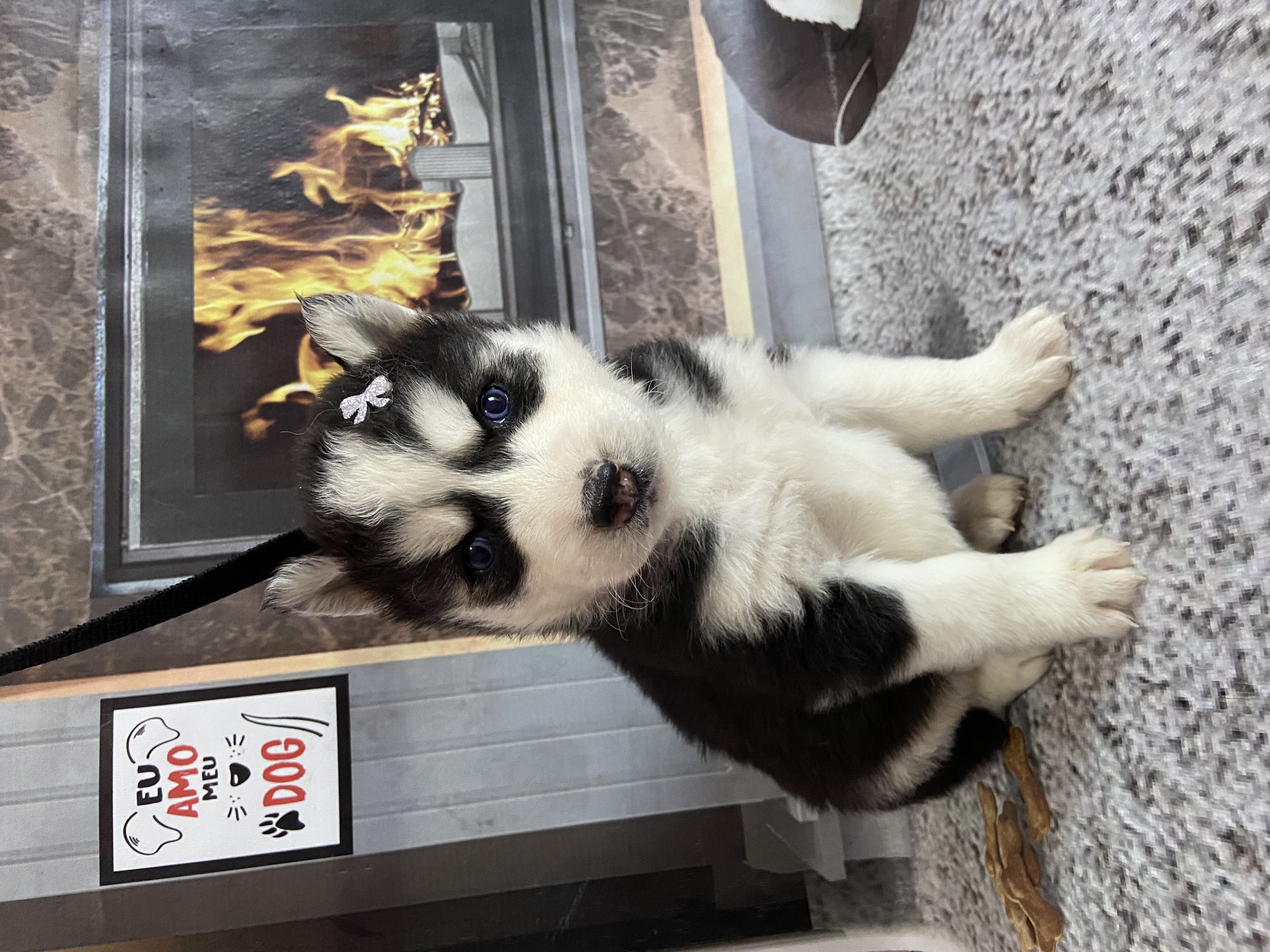 Filhotes de husky siberiano  - Foto 2