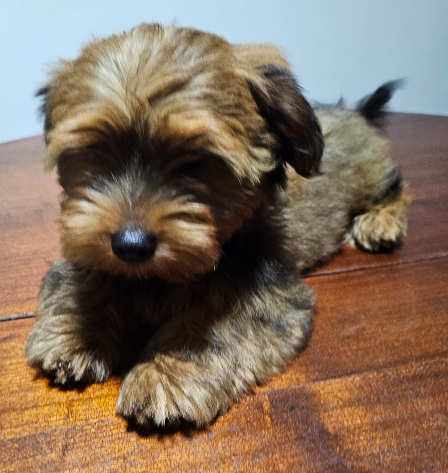 Portal Vendocão Venda de filhotes Yorkshire  São Pedro da Aldeia 