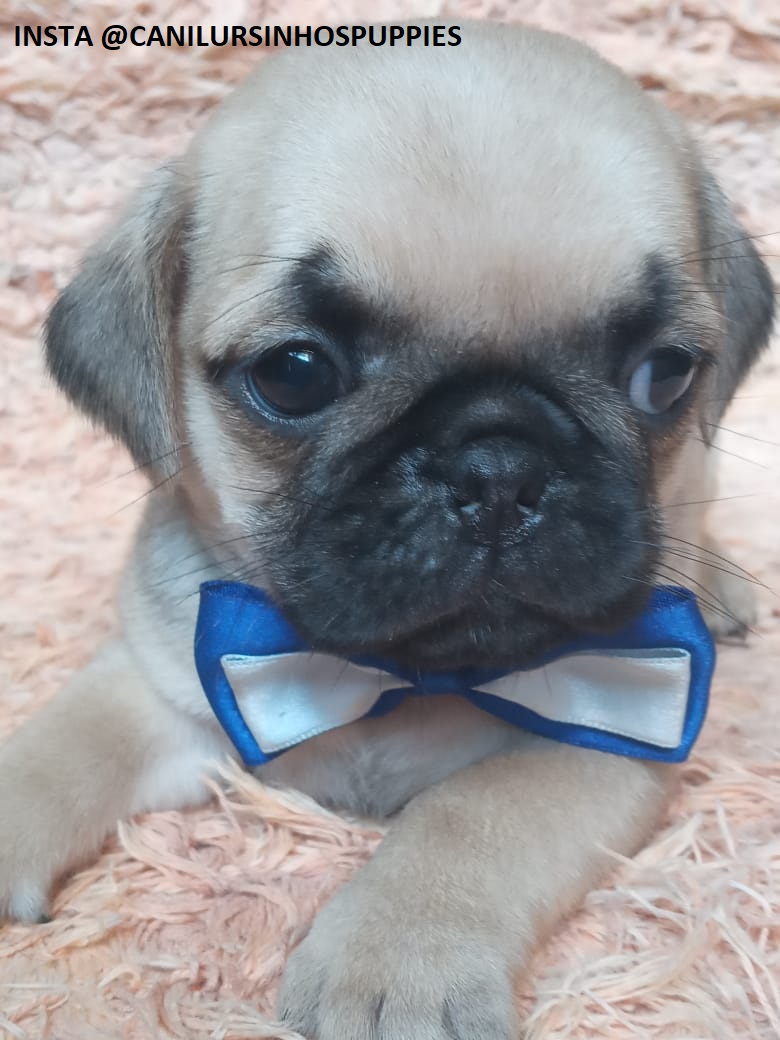 Portal Vendocão pug oportunidade unica de adquirir o seu #canilursinhospuppies  são paulo