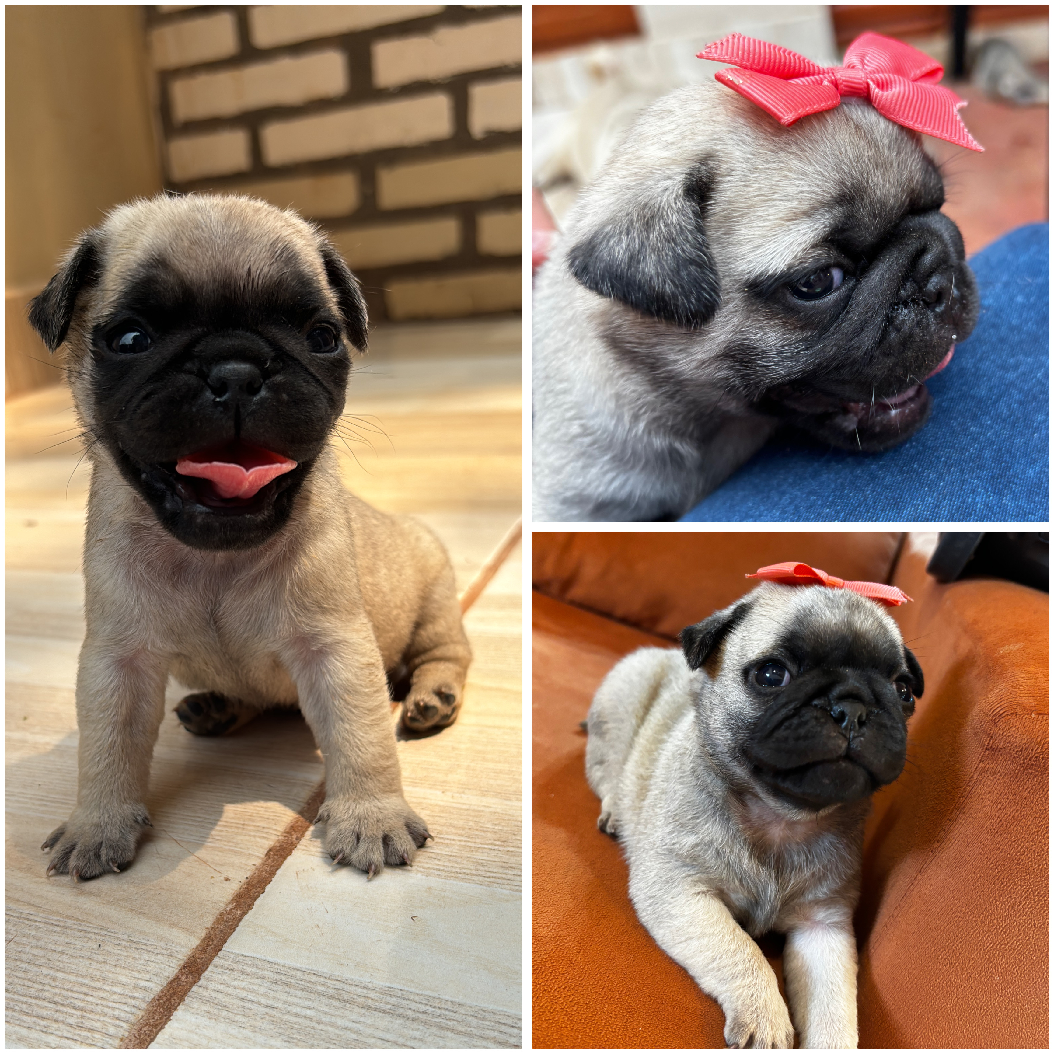 Portal Vendocão FILHOTINHOS DE PUG DISPONÍVEIS  Foz do Iguaçu