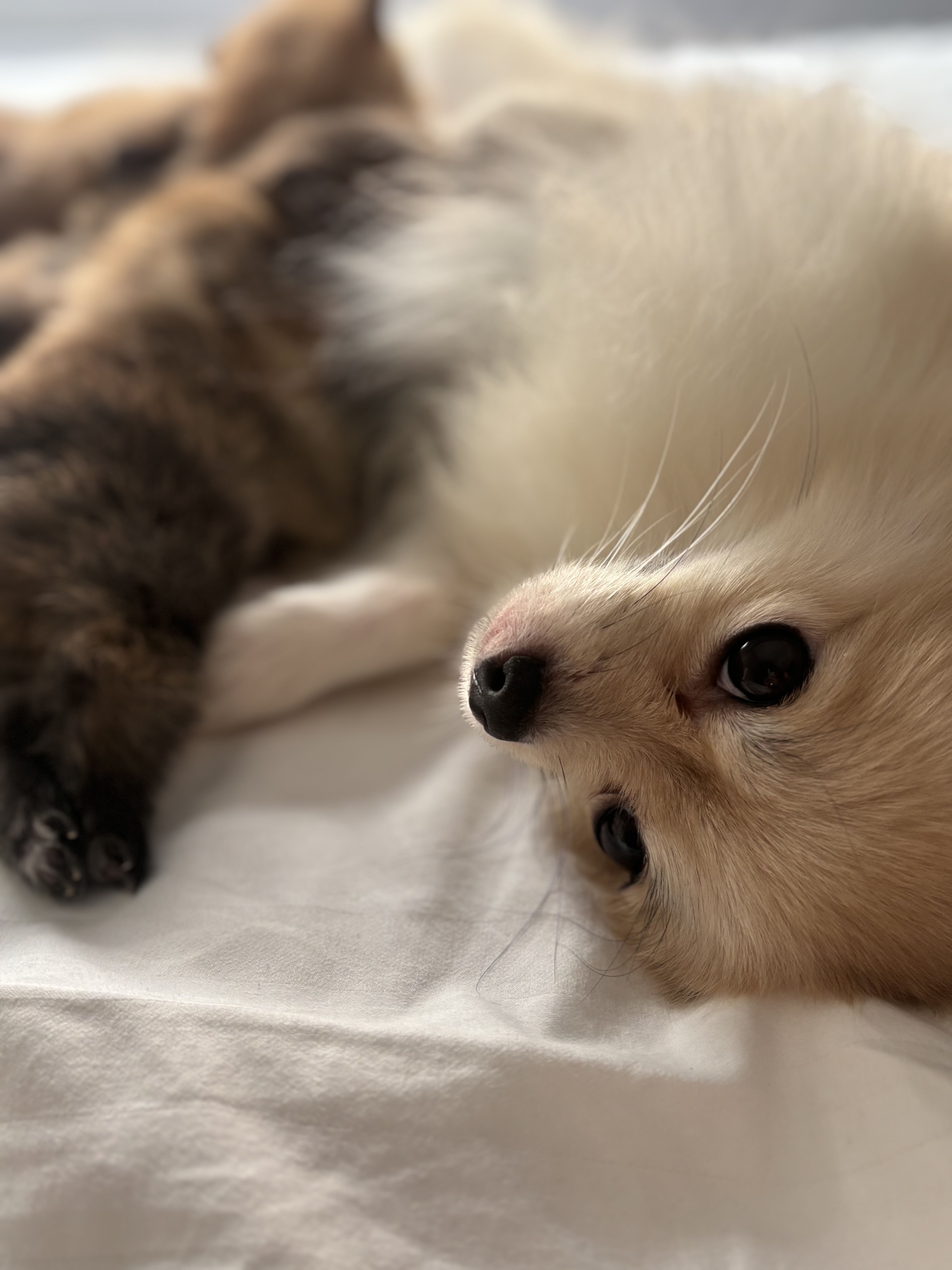 Portal Vendocão Vendo ou troco filhotes de Lulu da Pomerania  Rio de Janeiro 