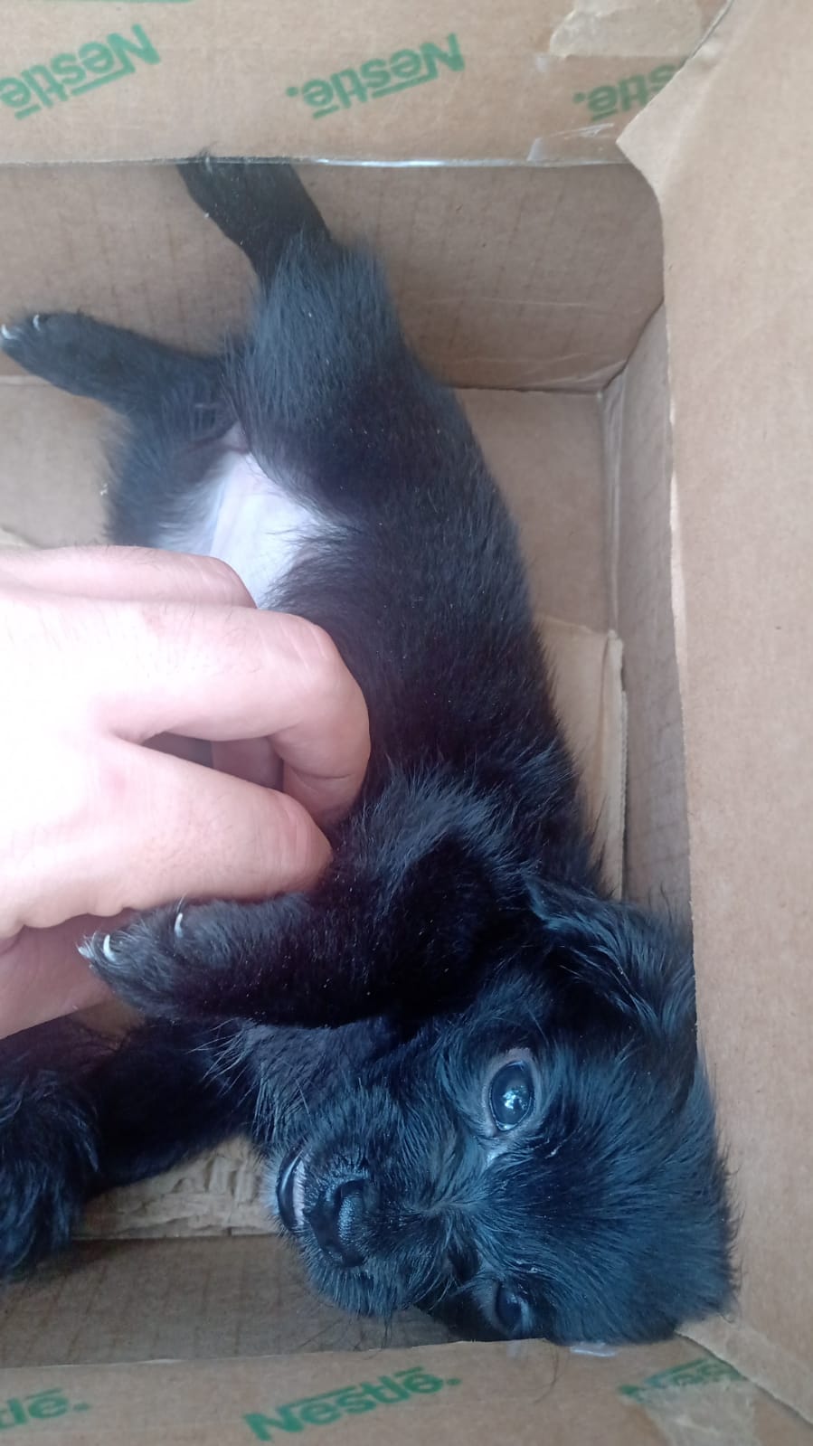 Portal Vendocão Filhote Lhasa Apso 40 dias  Recife 