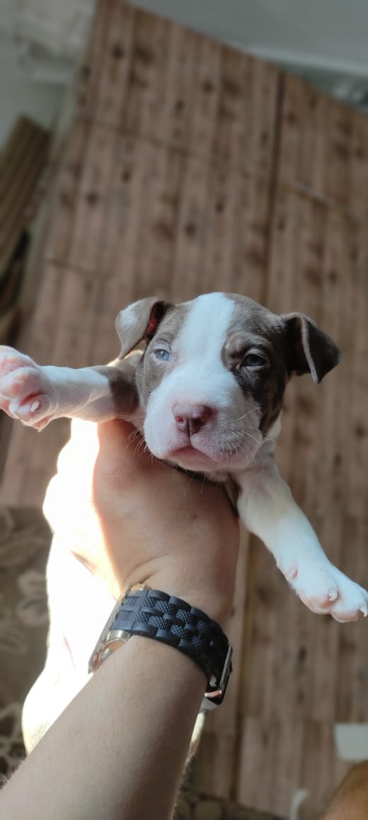 filhotes de Pitbull Rio de Janeiro