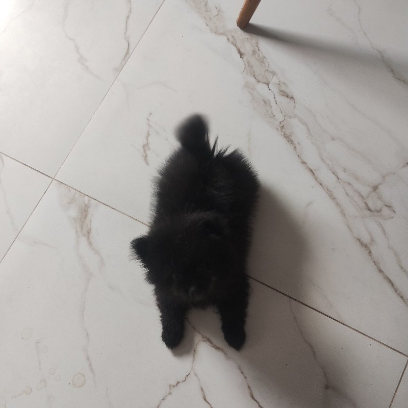 Lulu da Pomerânia - Foto 4